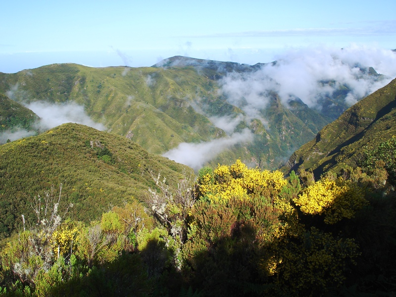 Vereda do Fanal (PR13) - Caminhadas da Madeira