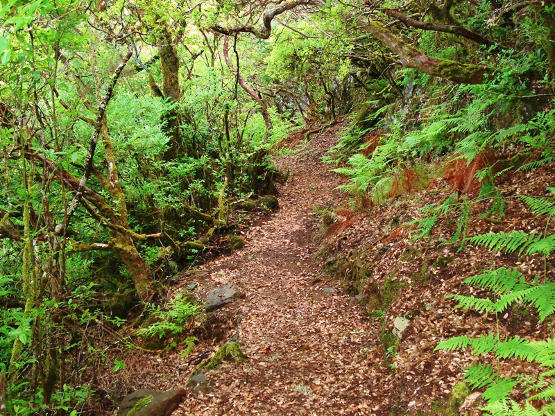 Vereda do Fanal (PR13) - Hiking in Madeira